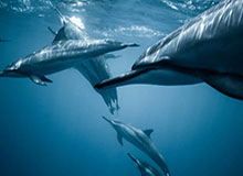 乐鱼体育登入-有争议吗？C罗与队友投诉达马克禁区内手球，裁判没有给点球